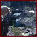 Mountain Goats wallpapers APK