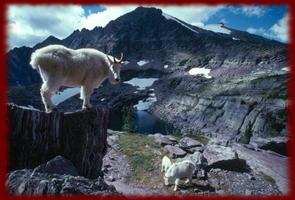 Mountain Goats wallpapers পোস্টার