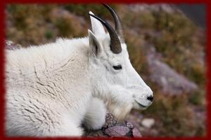 Mountain Goats wallpapers تصوير الشاشة 1