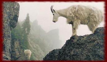 Mountain Goats wallpapers capture d'écran 2