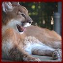 Mountain Lions wallpapers APK