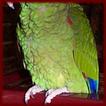 Amazon Parrots wallpapers