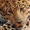 Amur Leopards wallpapers APK