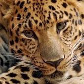 Amur Leopards wallpapers icon