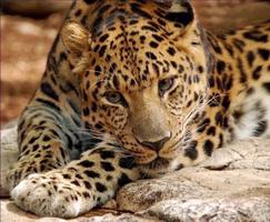 Amur Leopards wallpapers poster