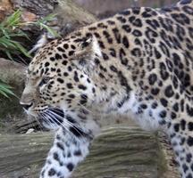 Amur Leopards wallpapers syot layar 1