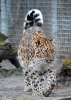 Amur Leopards wallpapers capture d'écran 2