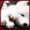 Arctic Fox wallpapers