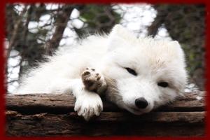 Arctic Fox wallpapers Affiche