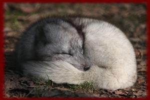 Arctic Fox wallpapers capture d'écran 1