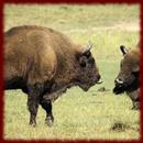 Buffalo wallpapers APK