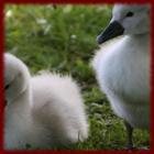 Baby Ducklings wallpapers-icoon
