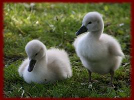 Baby Ducklings wallpapers 海報