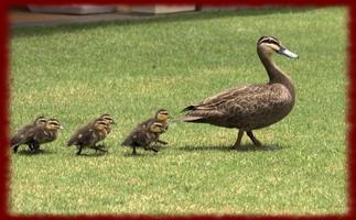 Baby Ducklings wallpapers capture d'écran 2