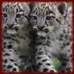 Baby Leopard Cubs wallpapers