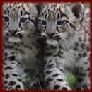 Baby Leopard Cubs wallpapers APK