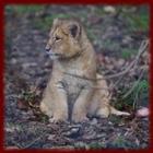 Baby Lion Cubs wallpapers simgesi