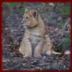 Baby Lion Cubs wallpapers