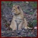 Baby Lion Cubs wallpapers APK