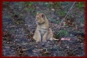 Baby Lion Cubs wallpapers ポスター