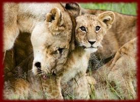 Baby Lion Cubs wallpapers ảnh chụp màn hình 1