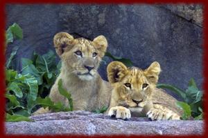 Baby Lion Cubs wallpapers Ekran Görüntüsü 2