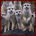 Cute Meerkats wallpapers আইকন