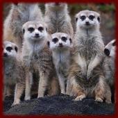 Cute Meerkats wallpapers icon