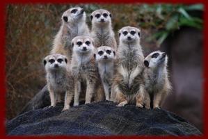 Cute Meerkats wallpapers 海报