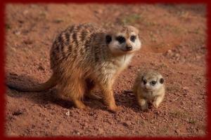 Cute Meerkats wallpapers 截圖 1