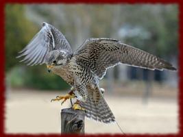 برنامه‌نما Falcons wallpapers عکس از صفحه