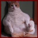 Fat Cats wallpapers APK