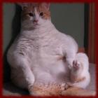 Fat Cats wallpapers icono