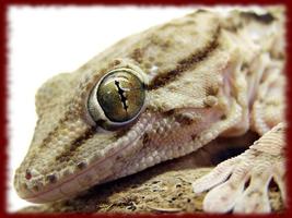 Gecko wallpapers 截圖 2