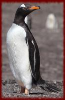 Gentoo Penguins wallpapers 海报