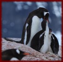 Gentoo Penguins wallpapers скриншот 2