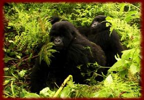 Gorillas wallpapers โปสเตอร์