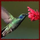 Hummingbirds wallpapers-icoon