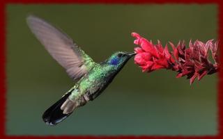 Hummingbirds wallpapers poster