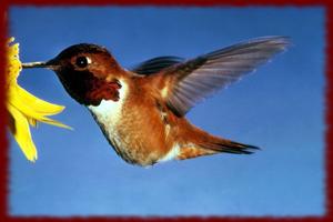 Hummingbirds wallpapers syot layar 2