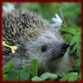 Hedgehogs wallpapers icon