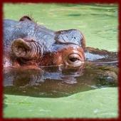 Hippopotamus wallpapers icon