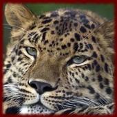 Leopards wallpapers icon