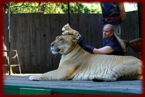 Ligers wallpapers 截圖 1