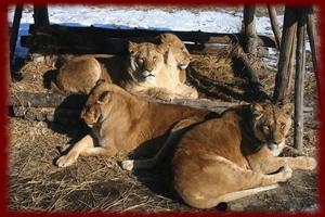Ligers wallpapers 截圖 2