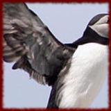 Puffins wallpapers icon