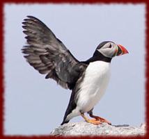 Puffins wallpapers 海報