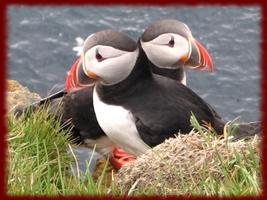 Puffins wallpapers ภาพหน้าจอ 1