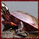 Painted Turtles wallpapers أيقونة