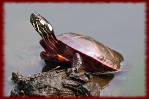 Painted Turtles wallpapers 포스터